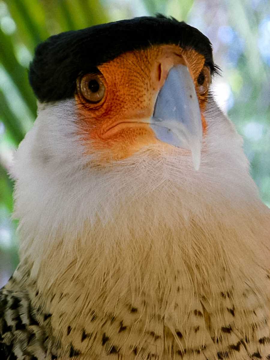 The Urban Caracara by Fernando Jose Cabrera, MD, Image 1.