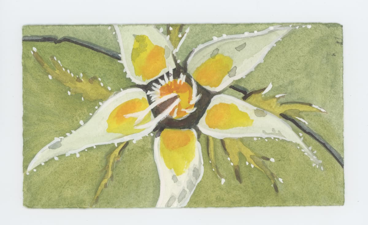 Rose Sepals Now, #1912 