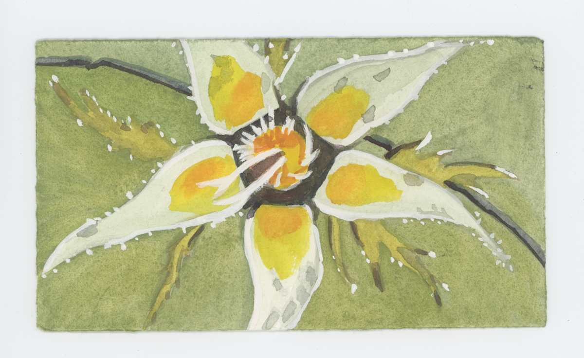 Rose Sepals Now, #1912, Image 1.