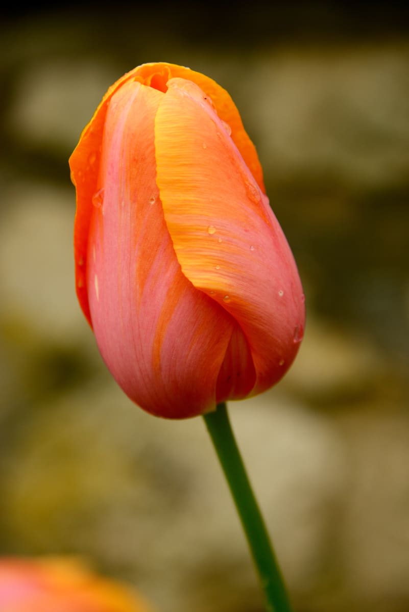 Menton Tulip by Gilchrist Jackson MD, FACS 