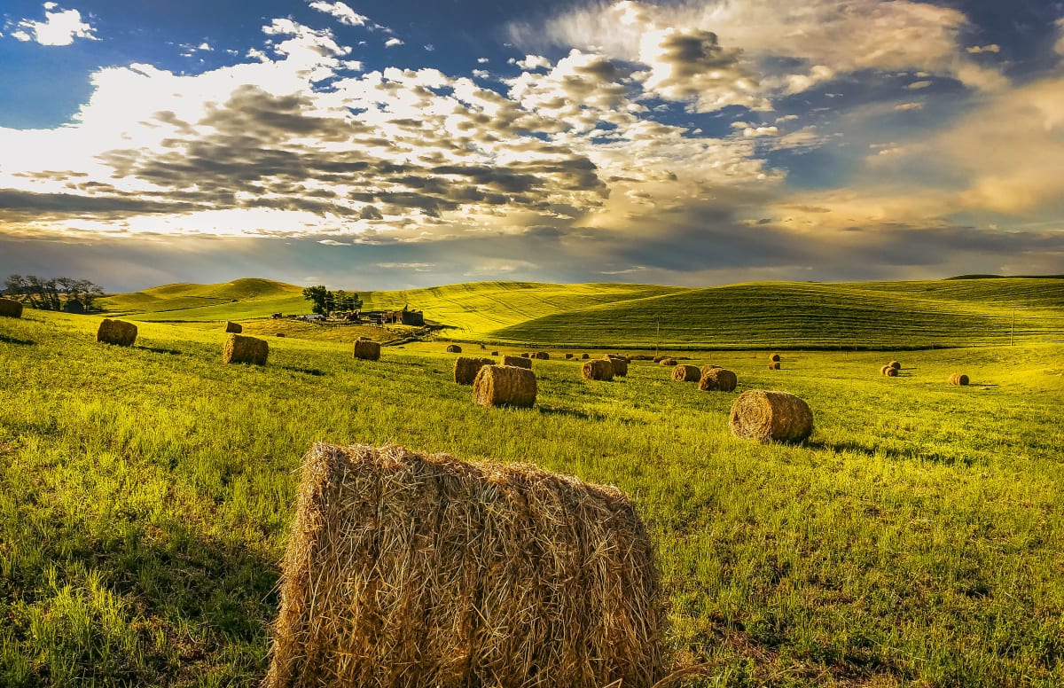 The Fields of Babel by Subhendu Chakraborty, Image 1.