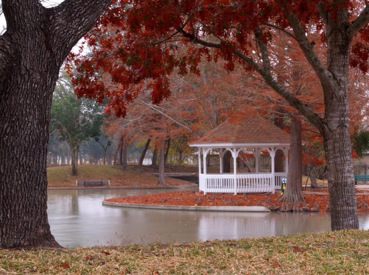 Texas Foliage by Rosa Salinas 