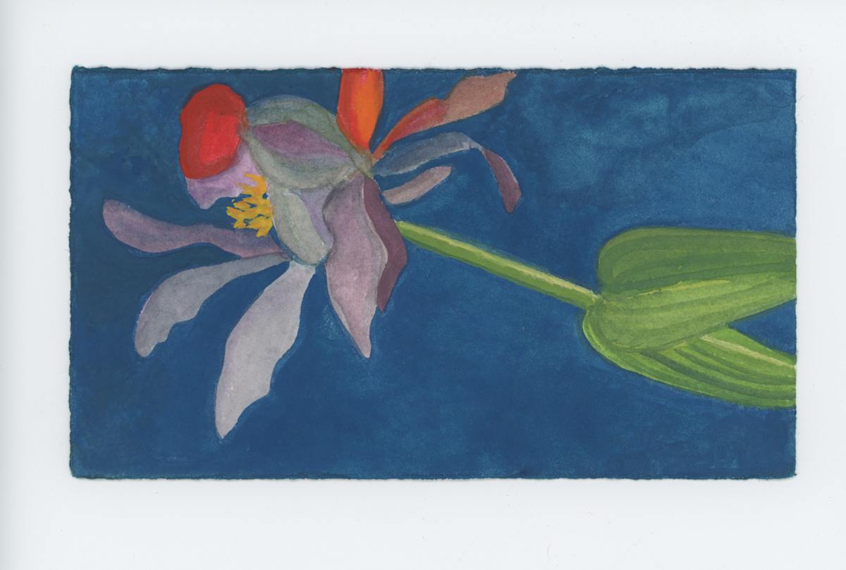 A Rumpled Flower, #1795, Image 1.