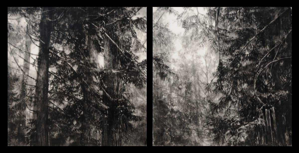 Hypatia’s Woods II by Robin Cole, Image 1.
