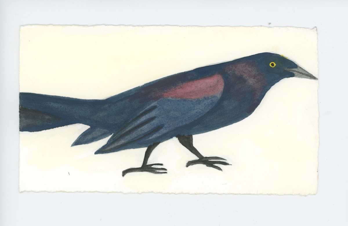 Grackle, #1751, Image 1.