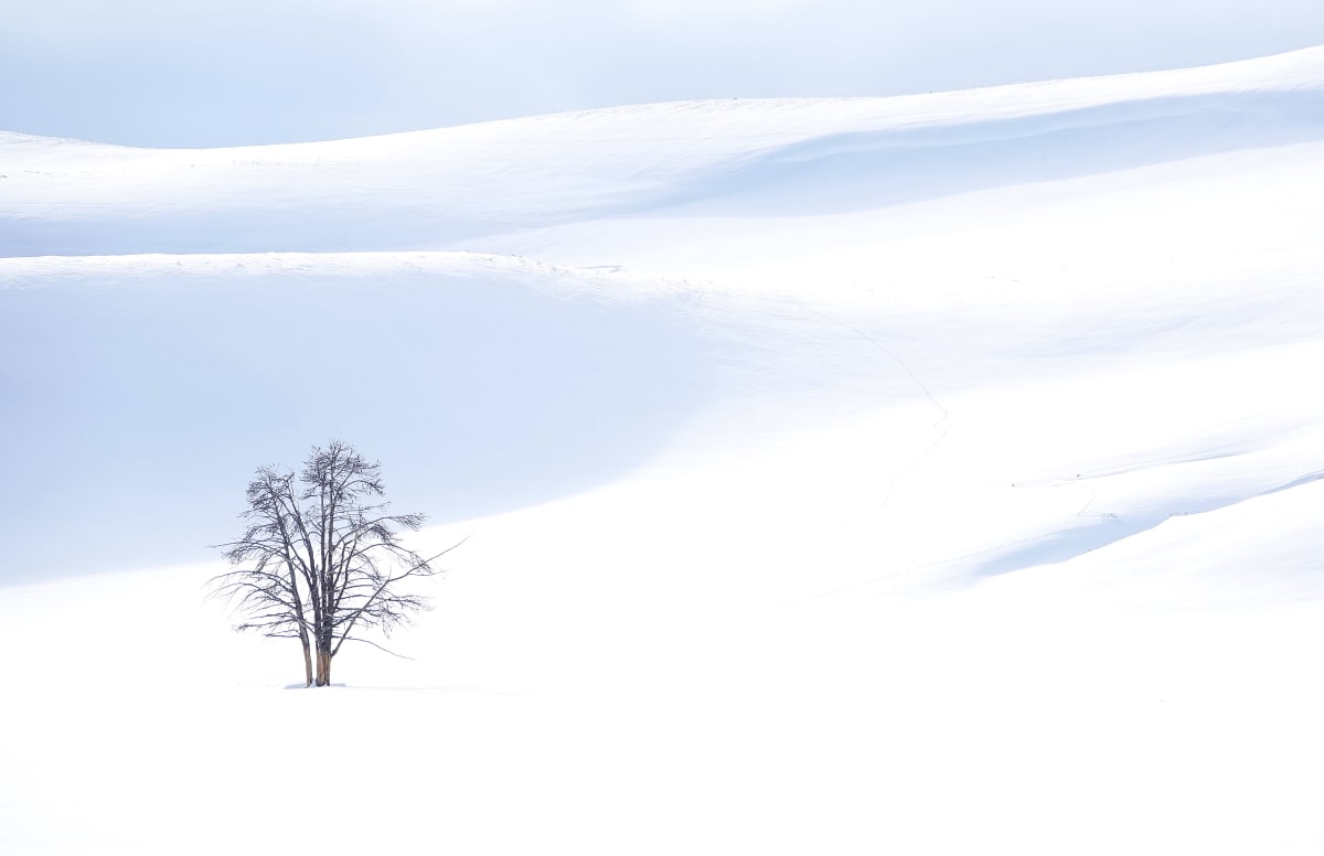 Winter in Yellowstone by Jan Snyder 