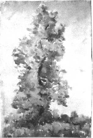 The Sycamore by Tunis Ponsen, Image 1.