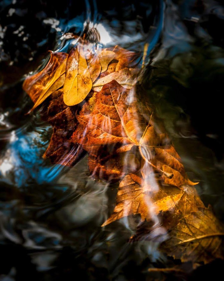 Fall Leaves in Water by Stan Kaady 