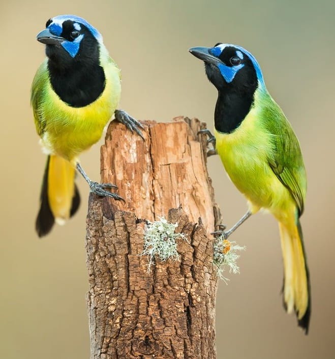 Feathered Friends by Debra Franco 