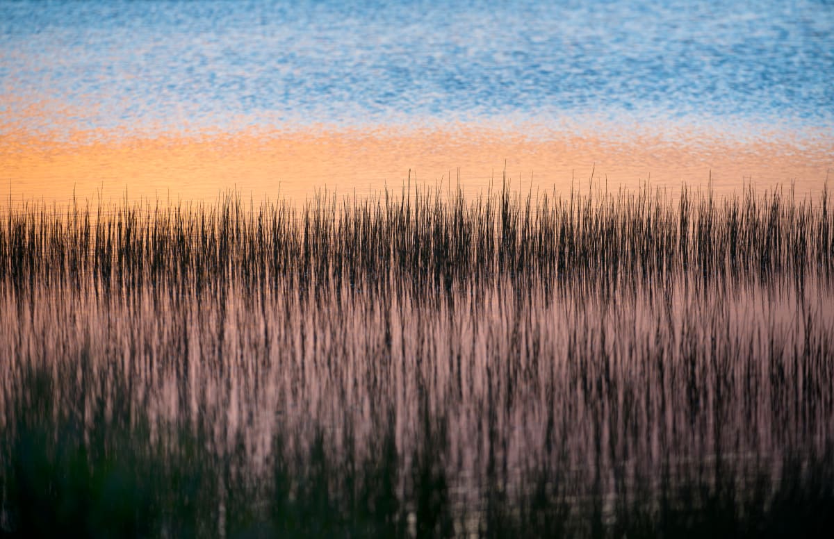 Gull Point Sticks at Dawn by Alexandra Nemeth 