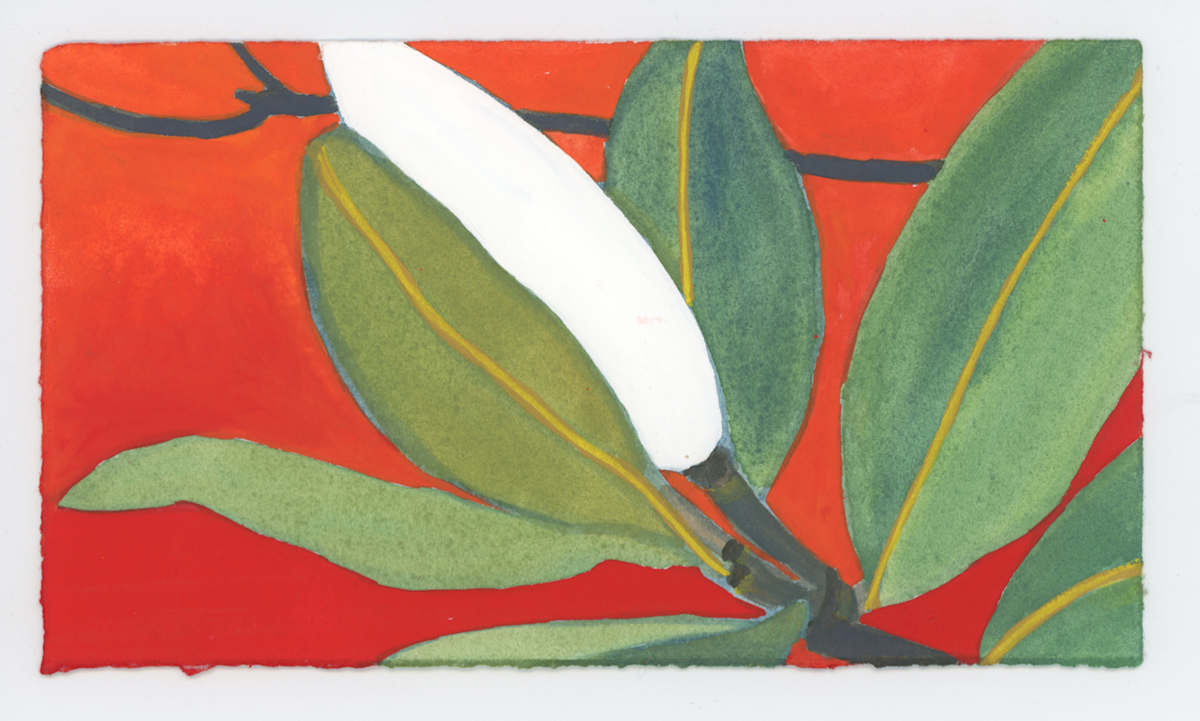 A Magnolia Bud, #1665, Image 1.