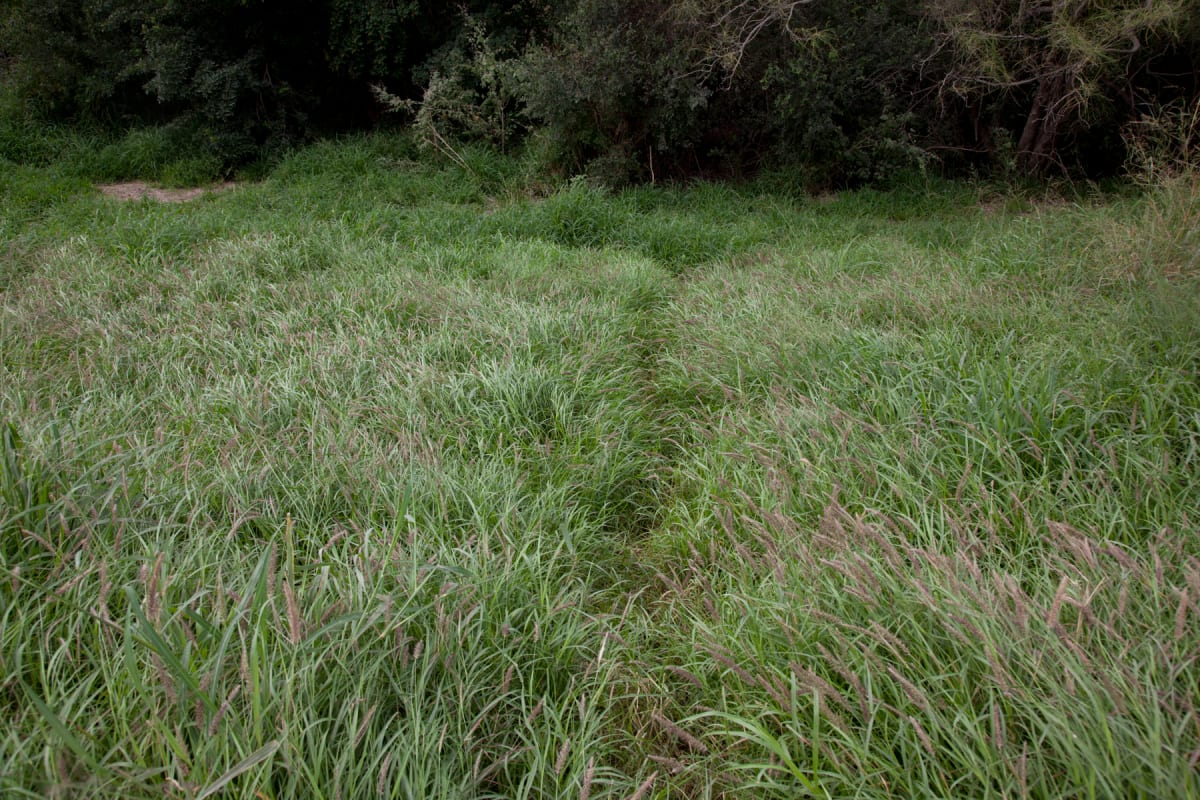 Path in a field of high grass leading up to the cement border wall (Sendero a teavés de un campo ... by Susan Harbage Page 