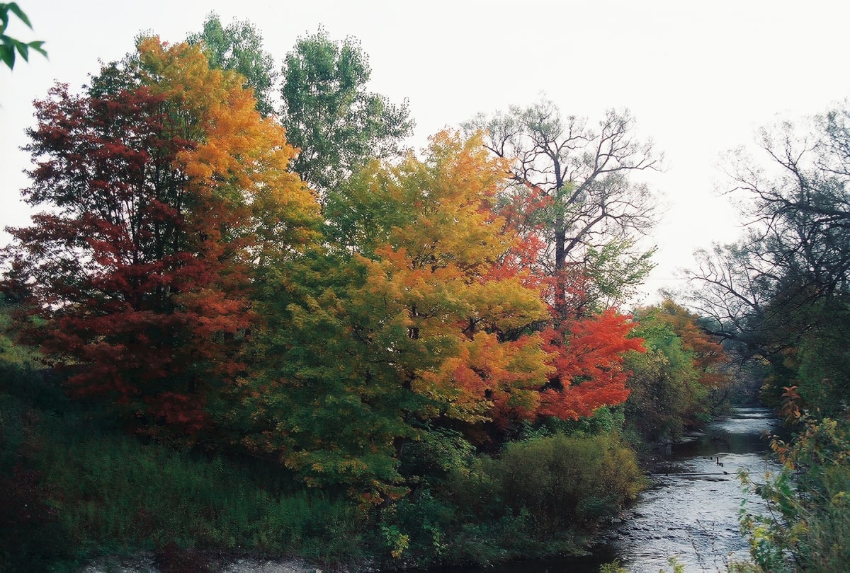 Nature at Its Best by Sue Wexler 