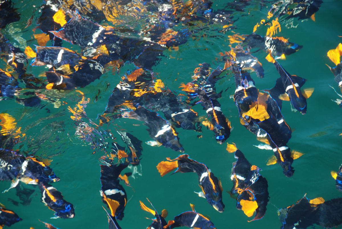 Marine Life by Robert L. Friedman, MD 