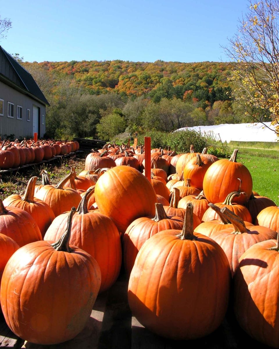 Harvest Time by Sue Wexler 