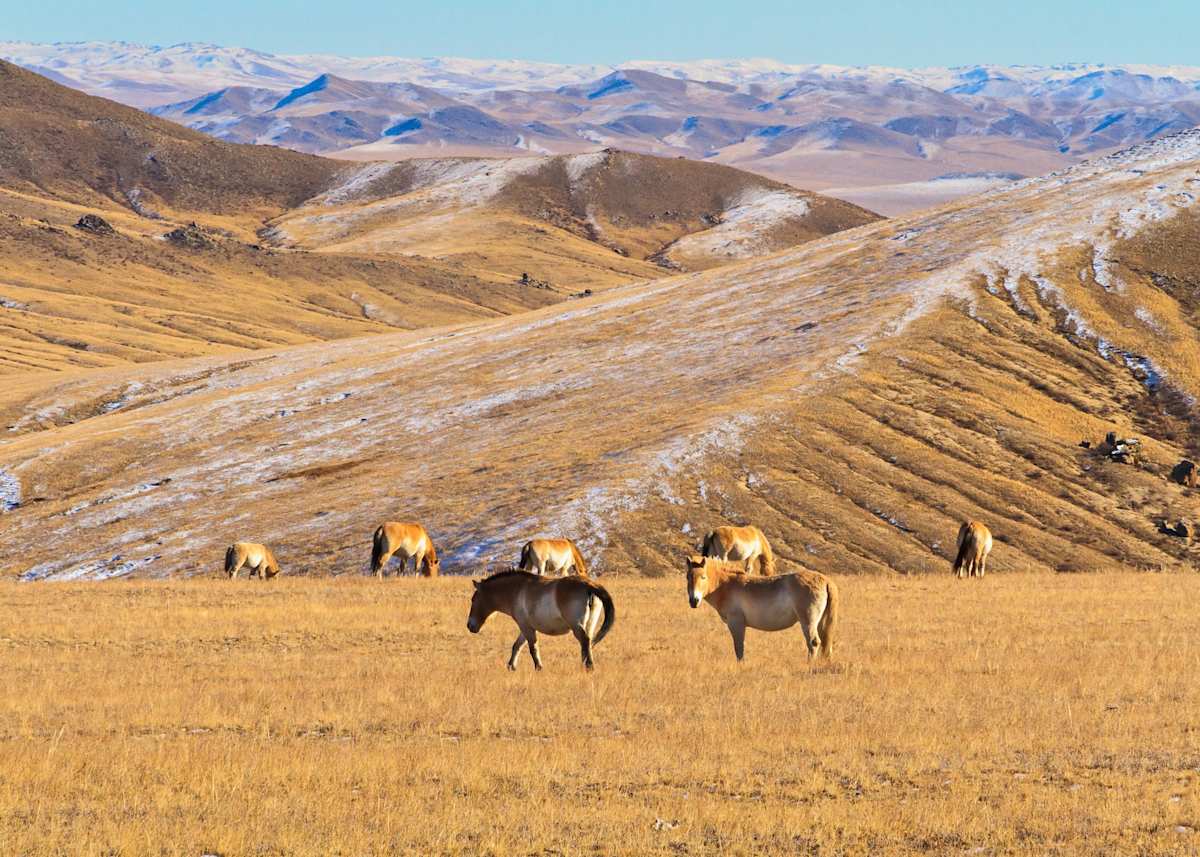 Przewalki's Wild Horses by Donald N. Westheimer, MD, Image 1.