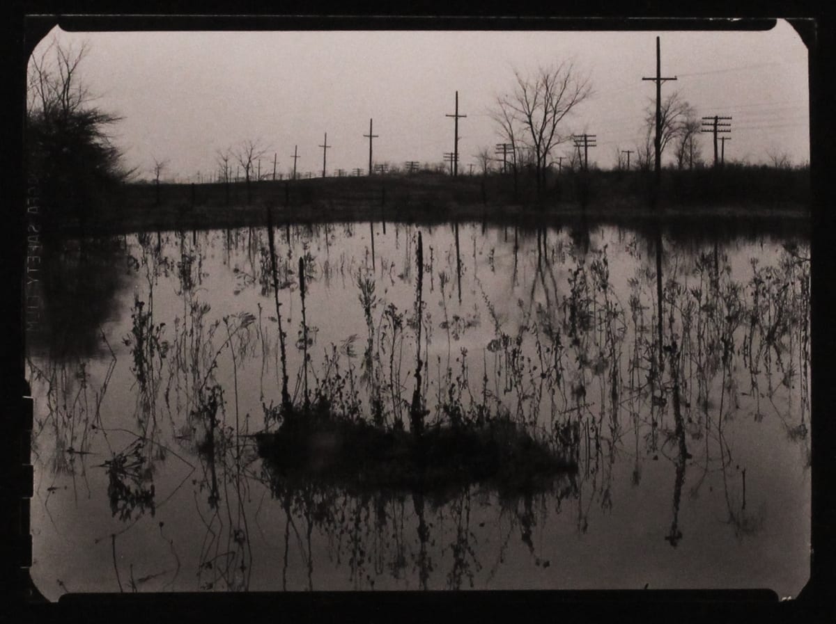 Weeds, Detroit, 1941 by Harry Callahan, Image 1.