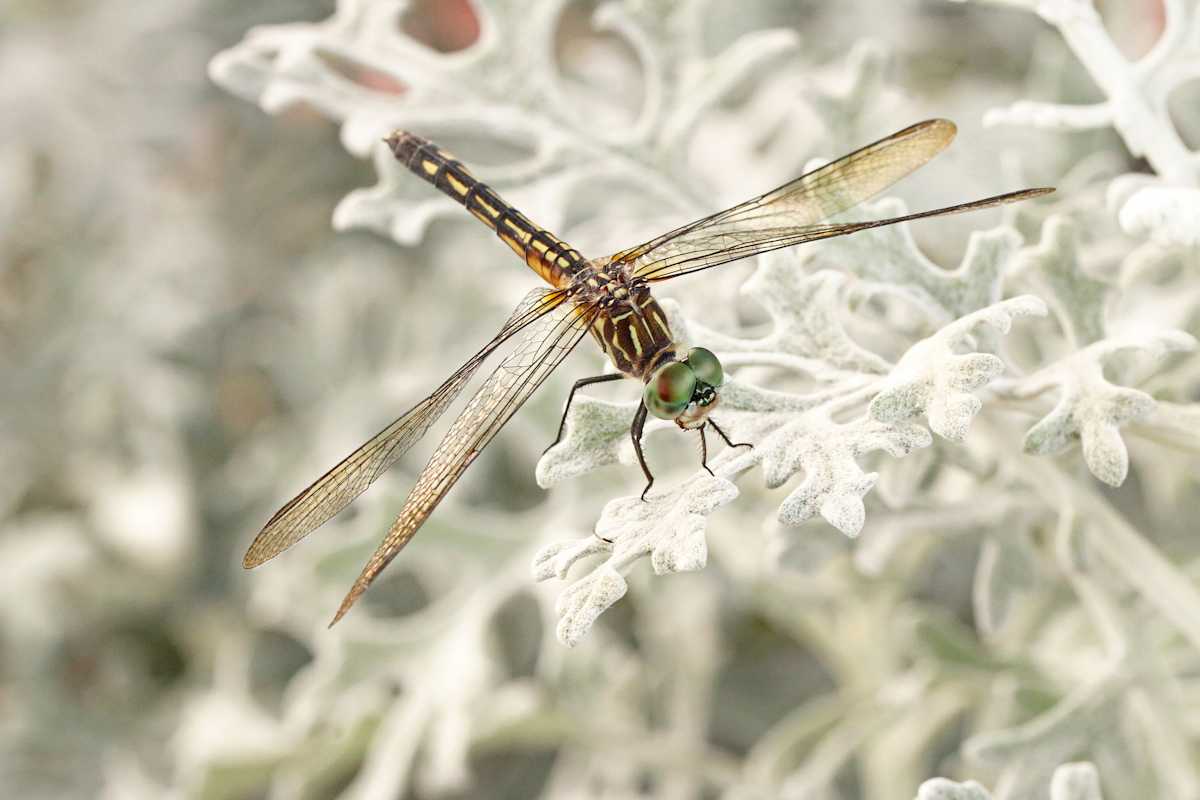 Vagrant Darter by Debra Penney, RN, Image 1.