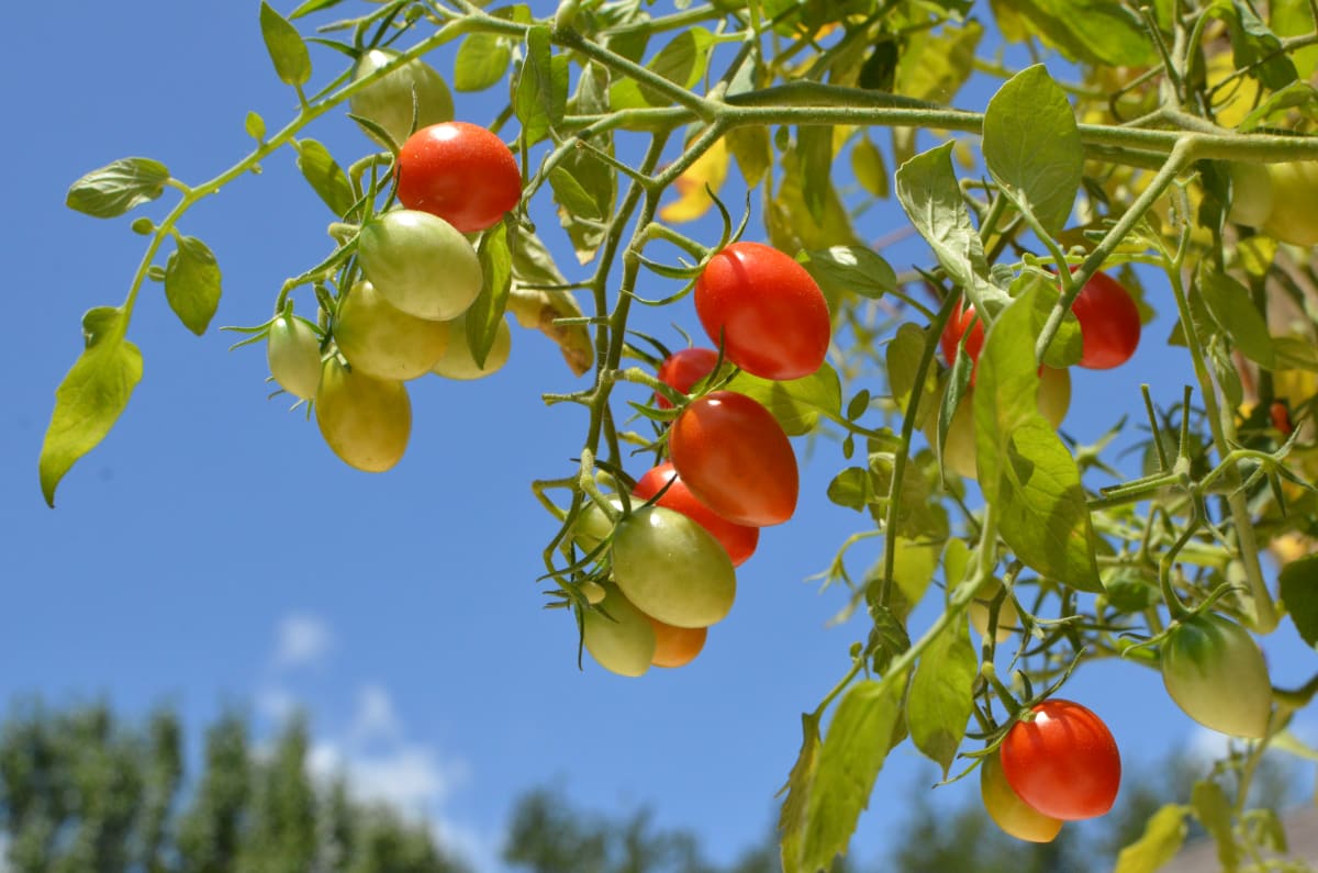 Backyard Grocery by Florence Suen 