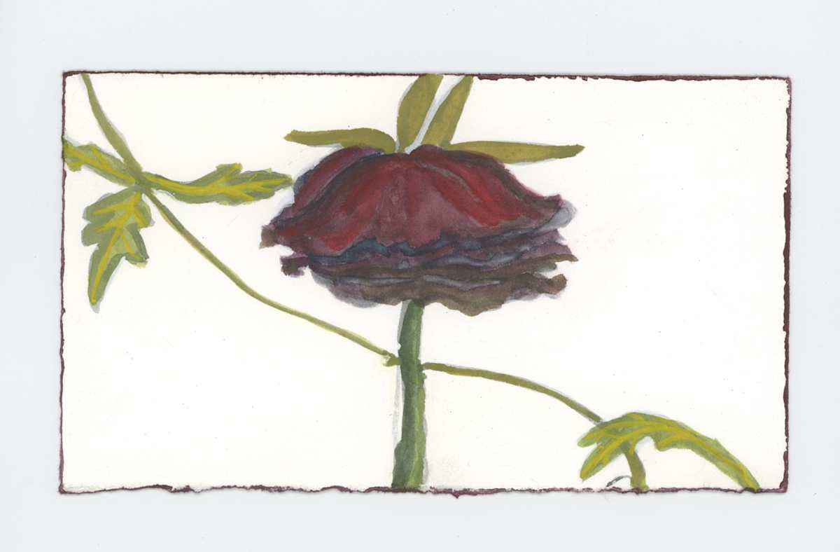Rose Now, #1888, Image 1.