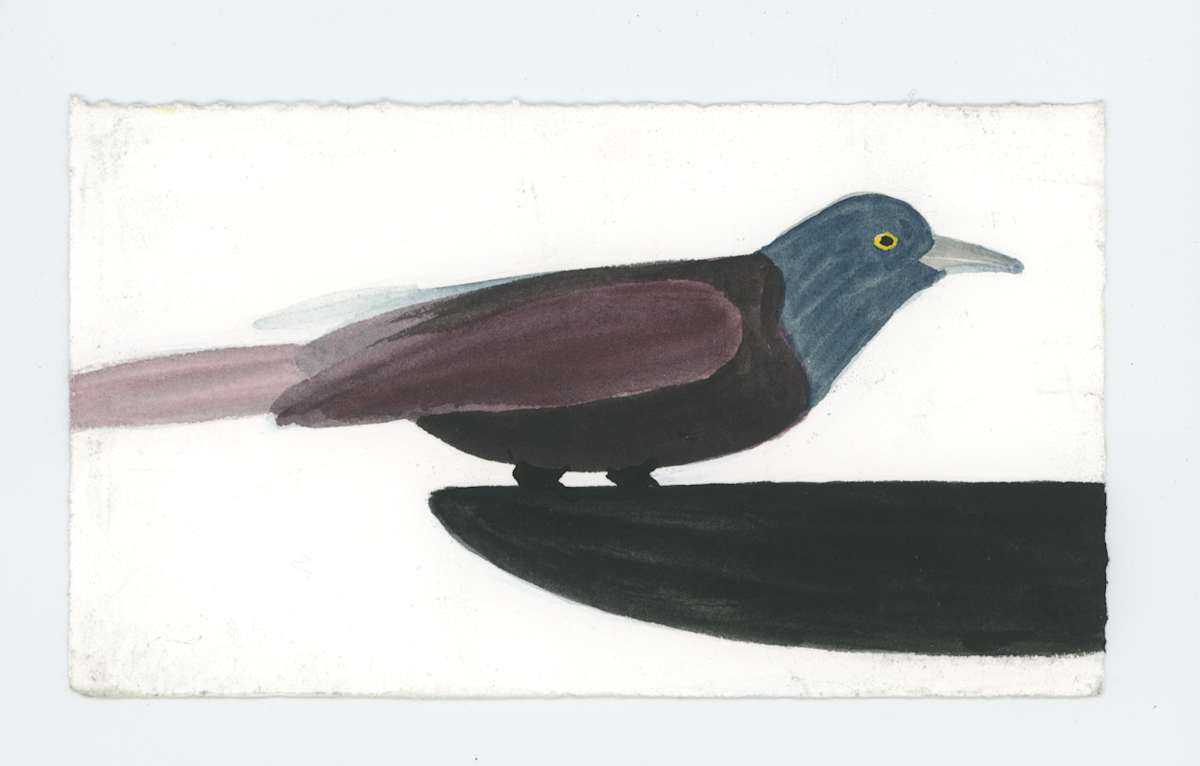 A Grackle, #1908, Image 1.