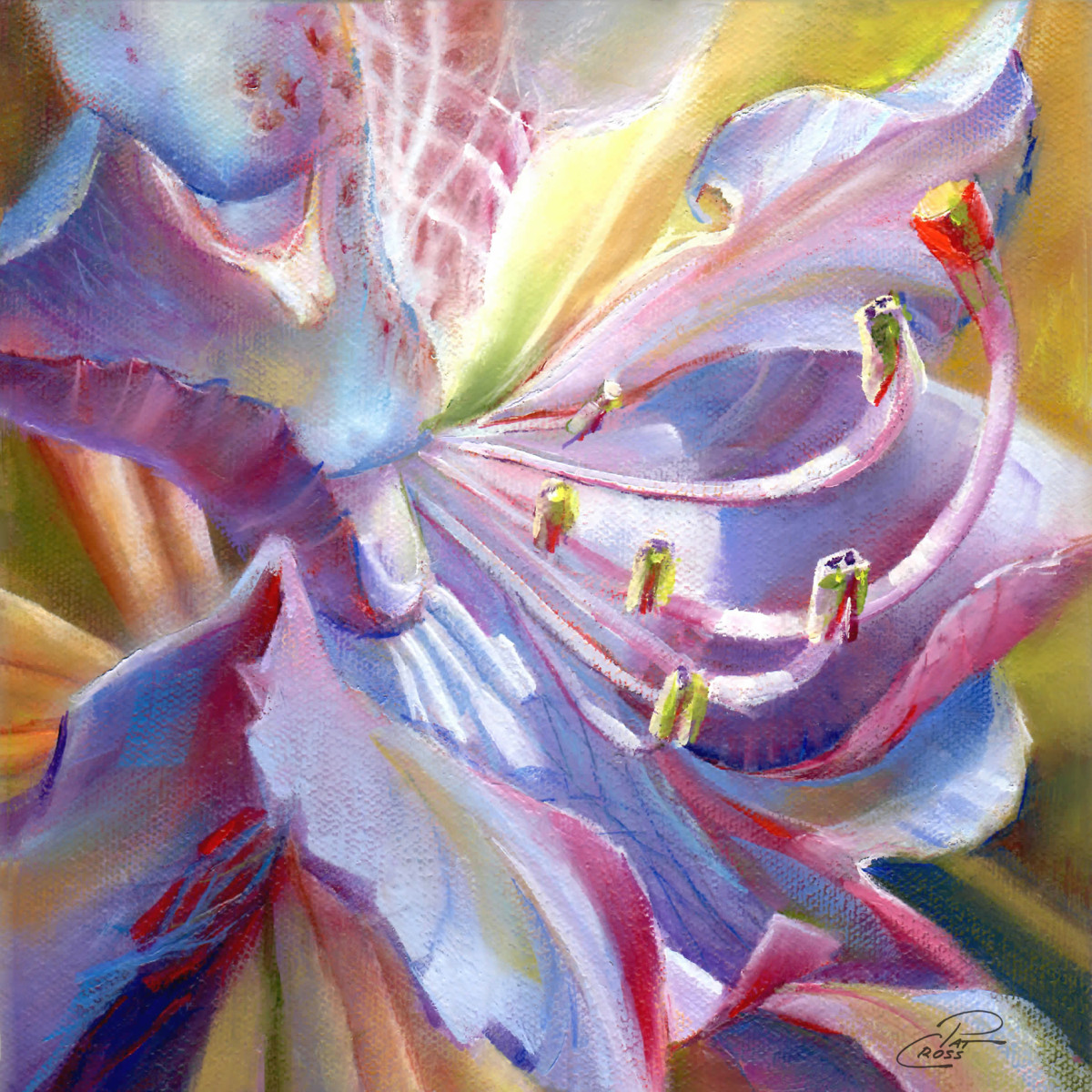 Radiant Rhodie II by Pat Cross 