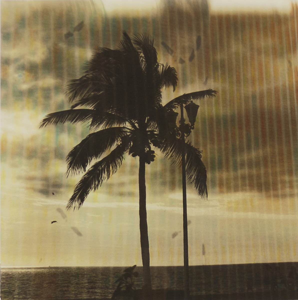 Palm2 by David Antreasian, Image 1.