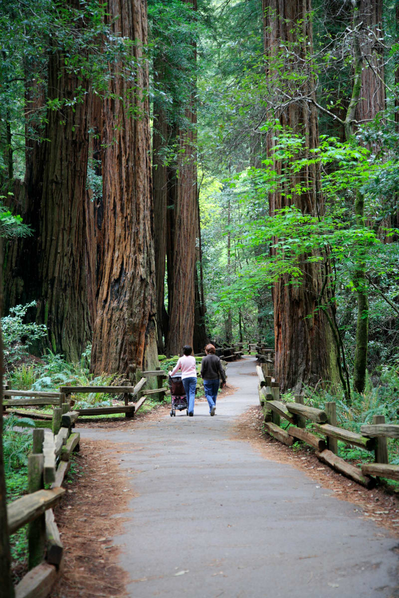 Muir Woods by Todd W. Trask, MD 