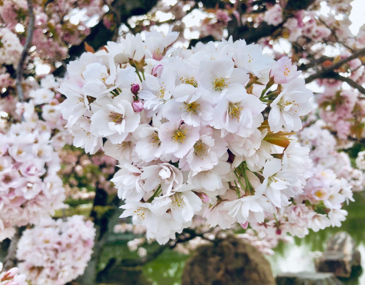 harmony by Kenneth Podell 