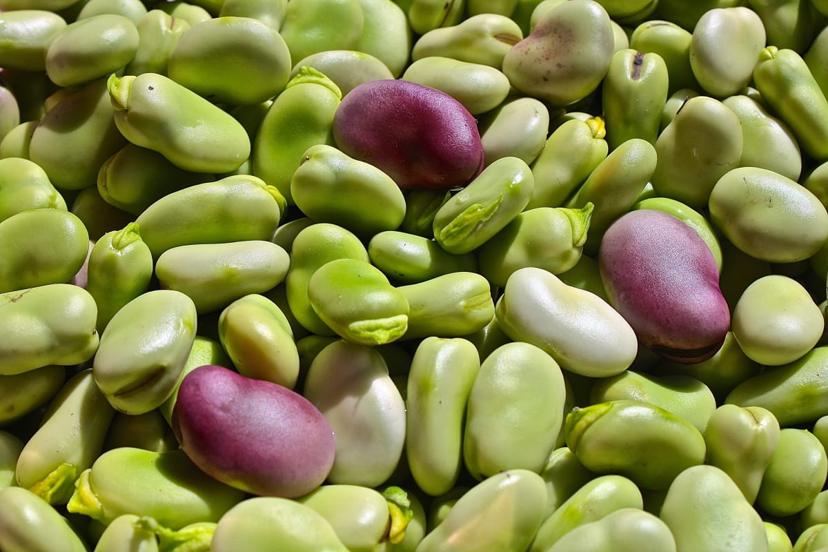 Fava Bean Harvest by Ziad El-Zaatari, MD 