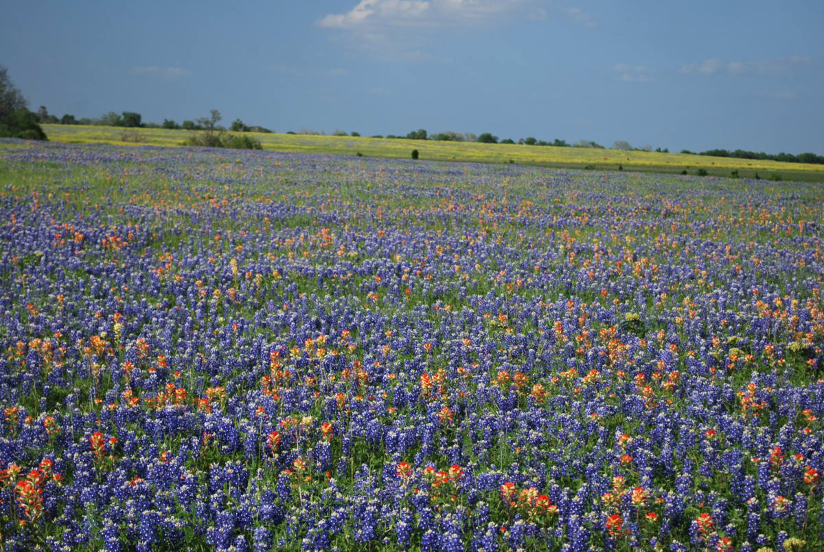 Bluebonnet Field I by Floyd Vigil 