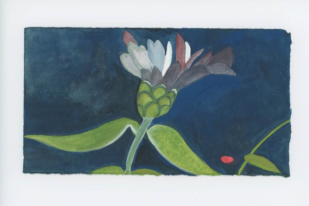 Two White Petals, #1791, Image 1.