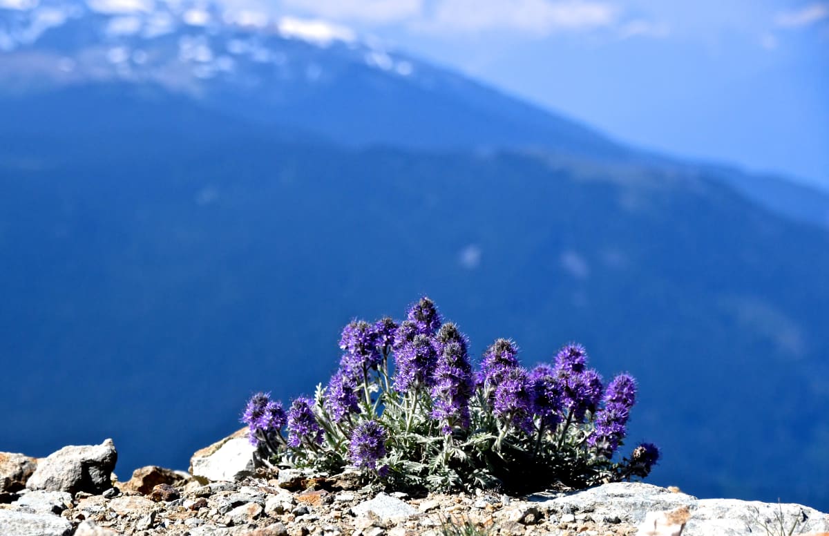 Purple Flowers on the Edge by Samantha Biba 