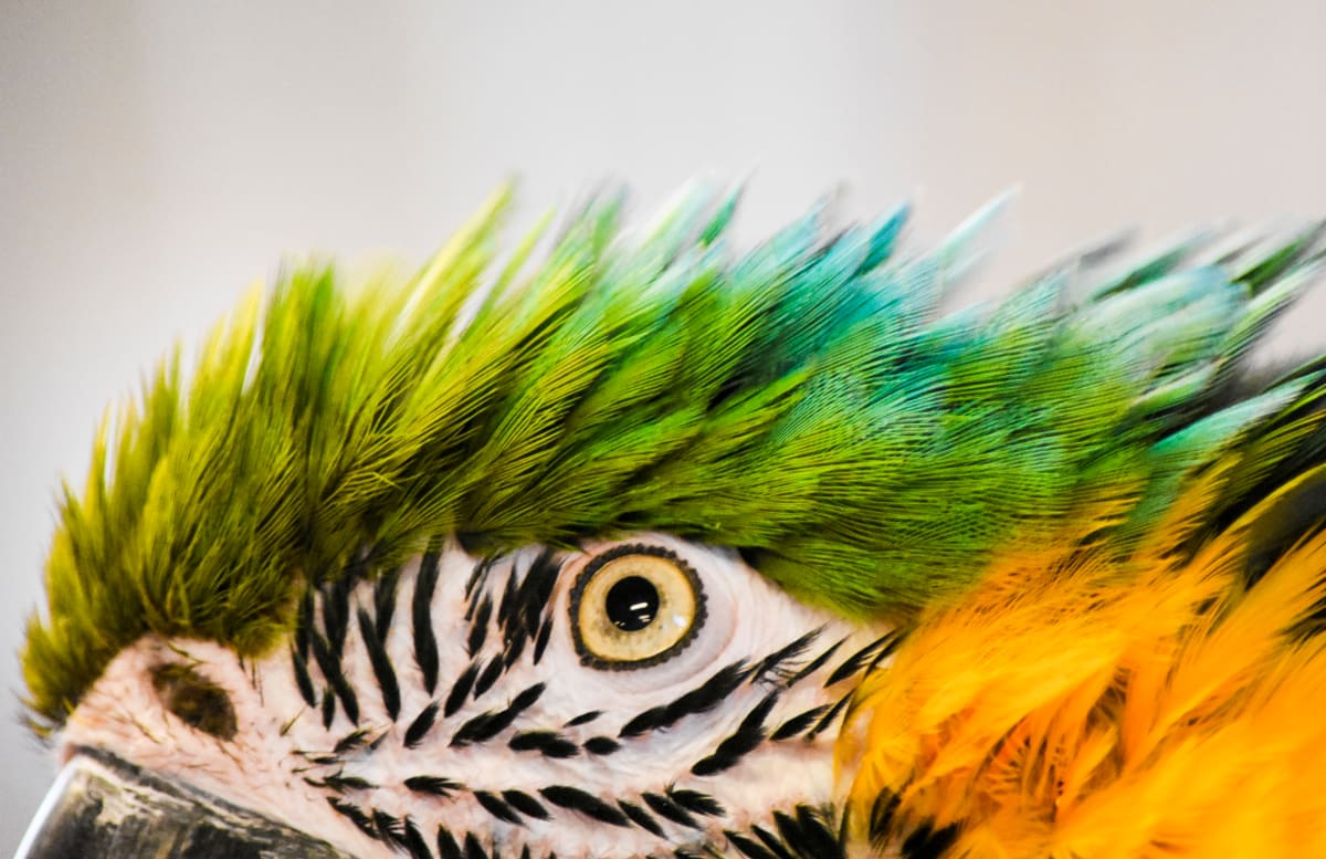 Macaw by Matthew Bennett, MD 