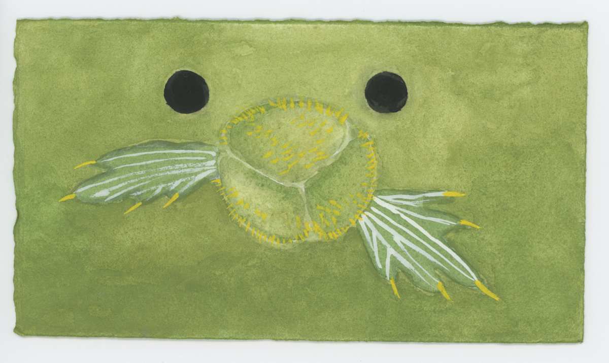A Poppy Bud. Little Animal, #1630, Image 1.
