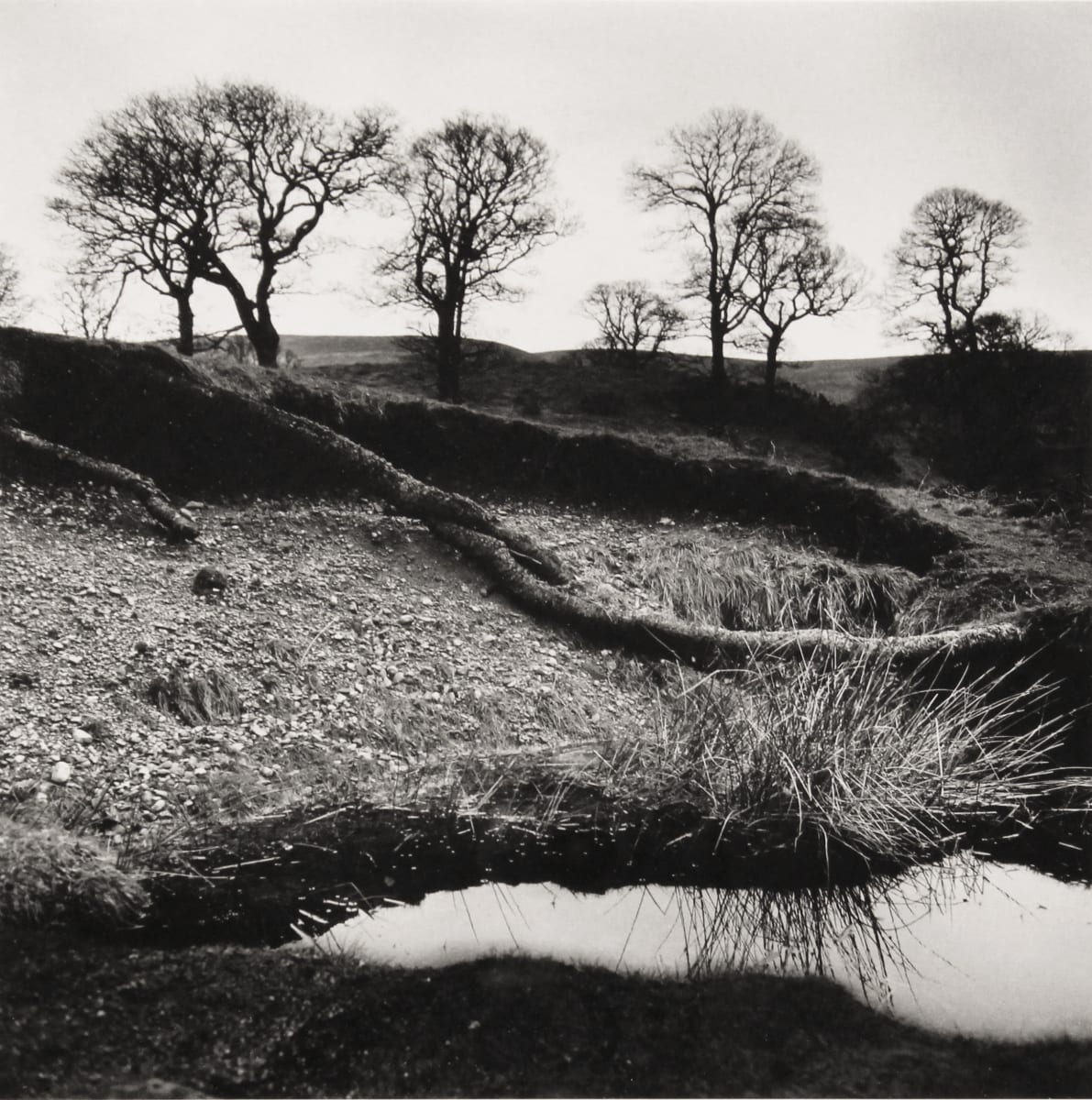 Wicklow Trees, County Wicklow, Ireland, from "Alen MacWeeney" portfolio by Alen MacWeeney 