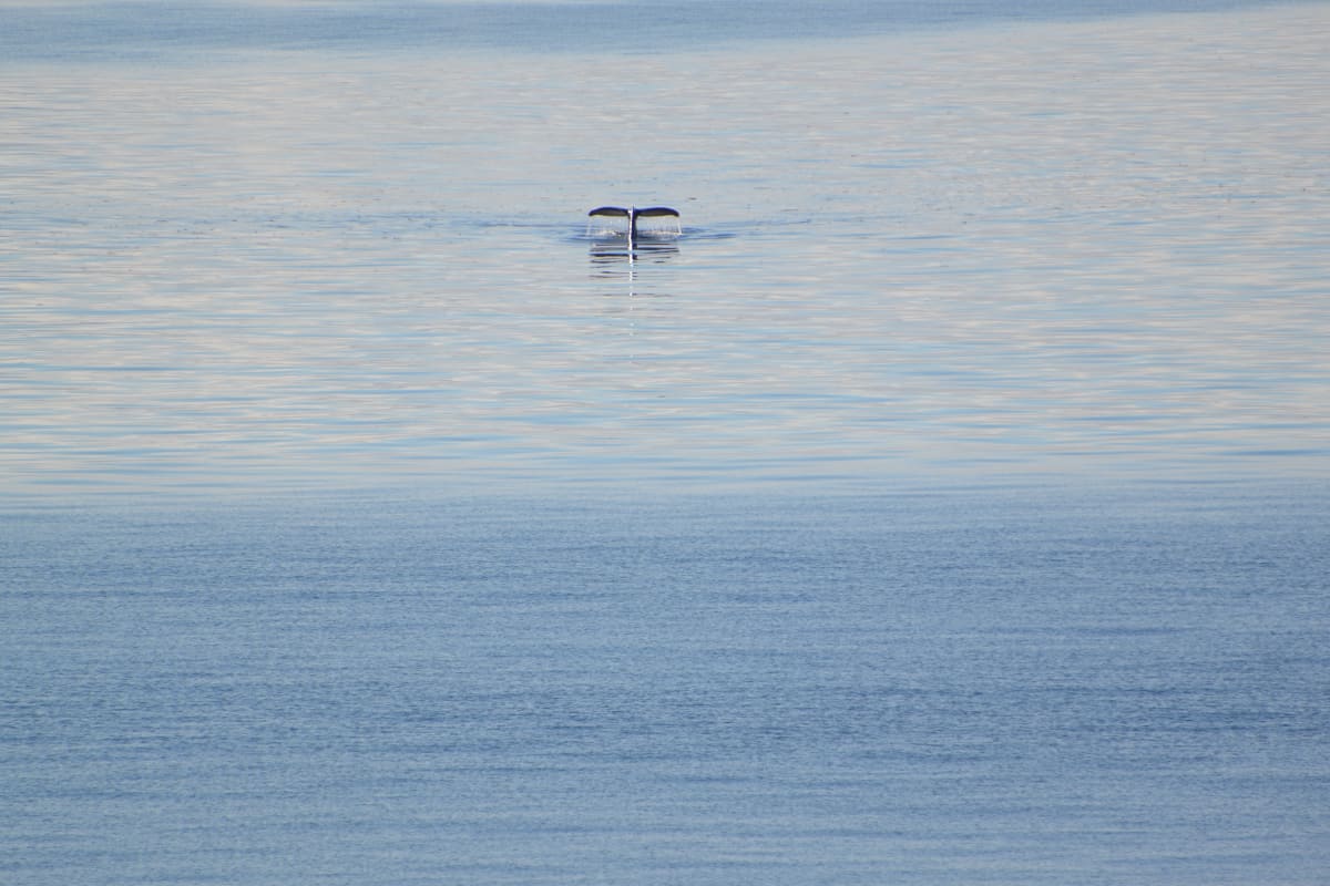 Whale Tail by Elizabeth Lancour 