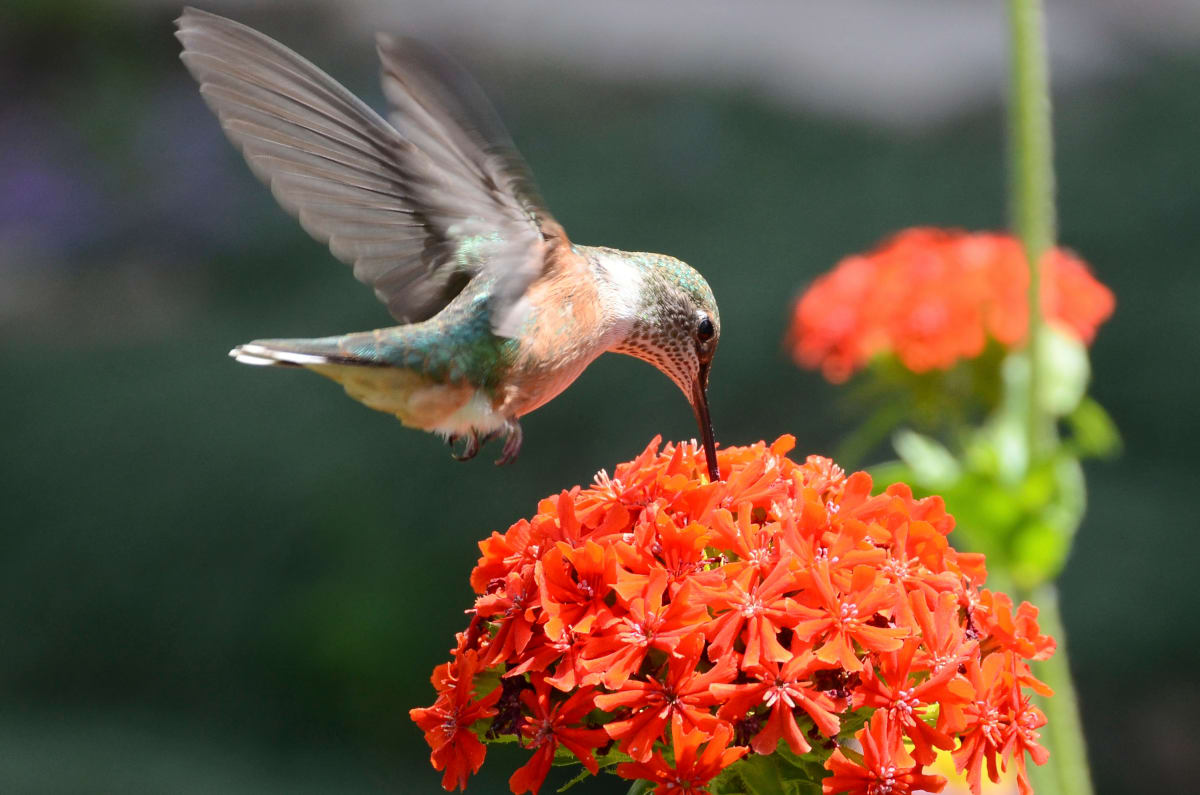 Hummingbird by Michele Brinkley, MD 