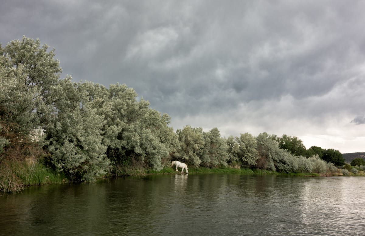 White Horse by Todd W. Trask, MD 