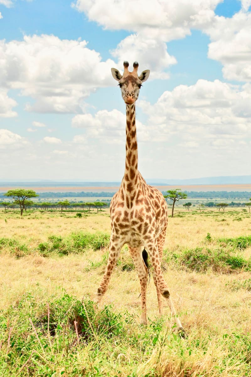 Masai (Kilimanjaro) Giraffe by Gilchrist Jackson MD, FACS 