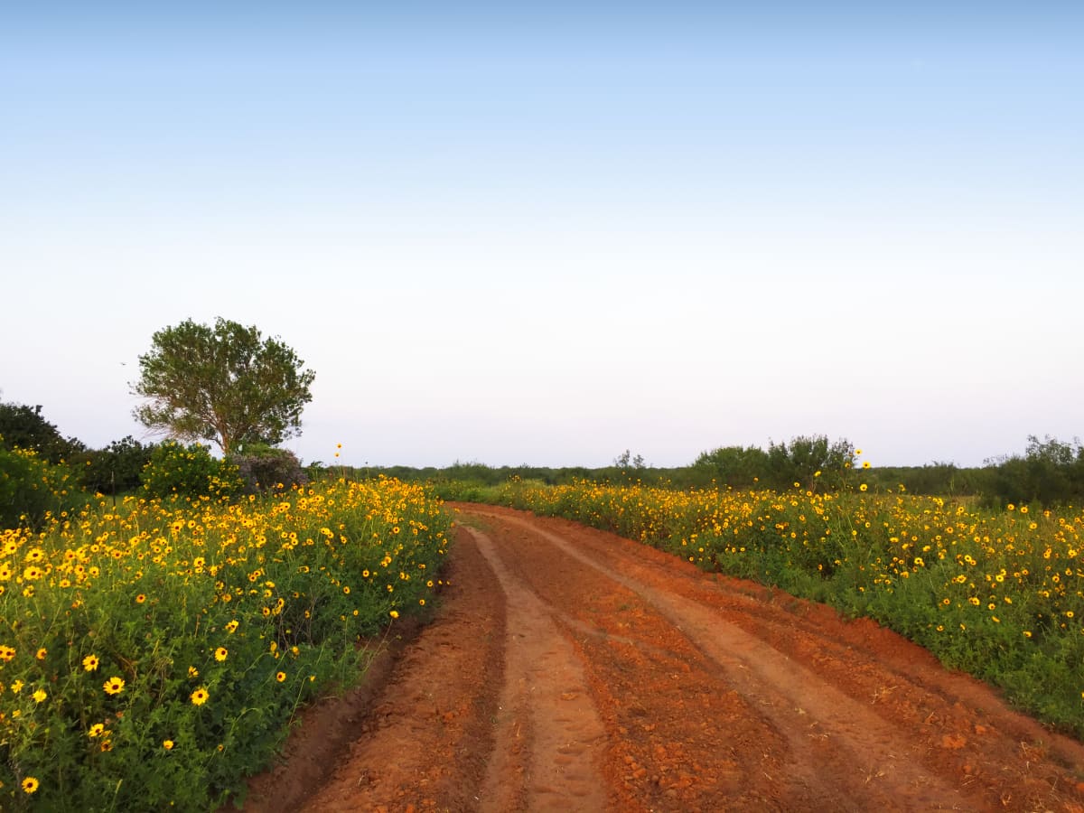Field of Suns by Minh Tran 