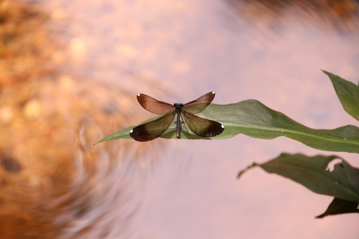 Creek Damsel by Meredith Treadway, RN 