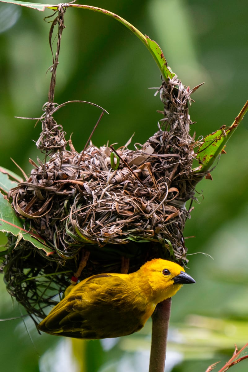 Weaver Bird Upsidedown by Howard Sockrider 