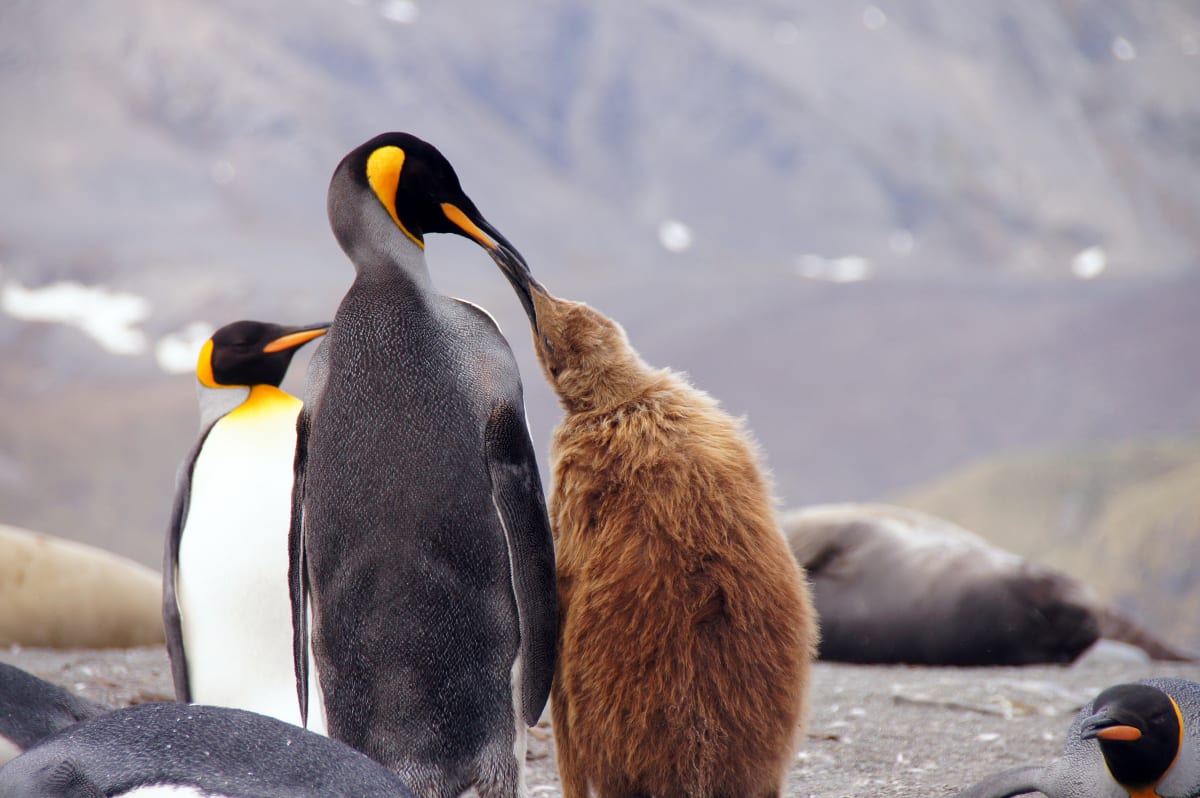 King Penguins by Jan Snyder 