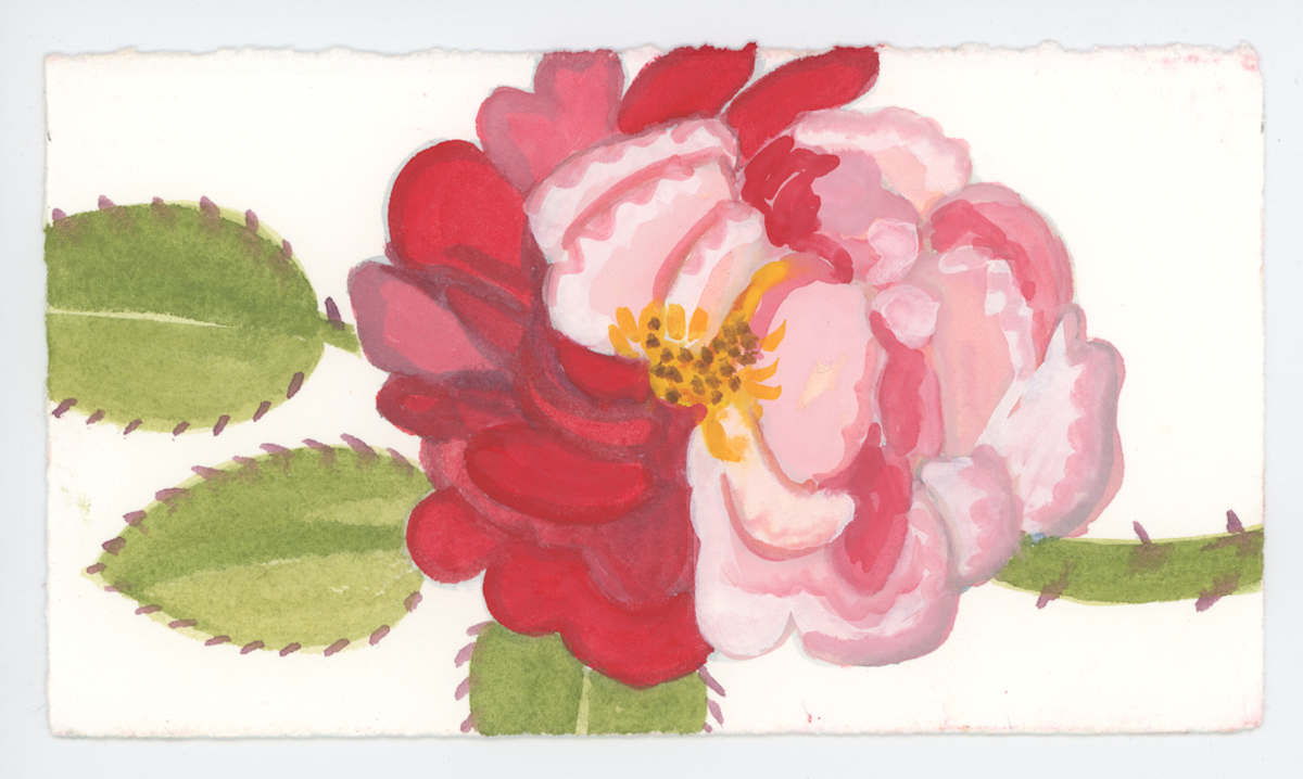 A Rose that is Half Red and Half Pink, #1635, Image 1.