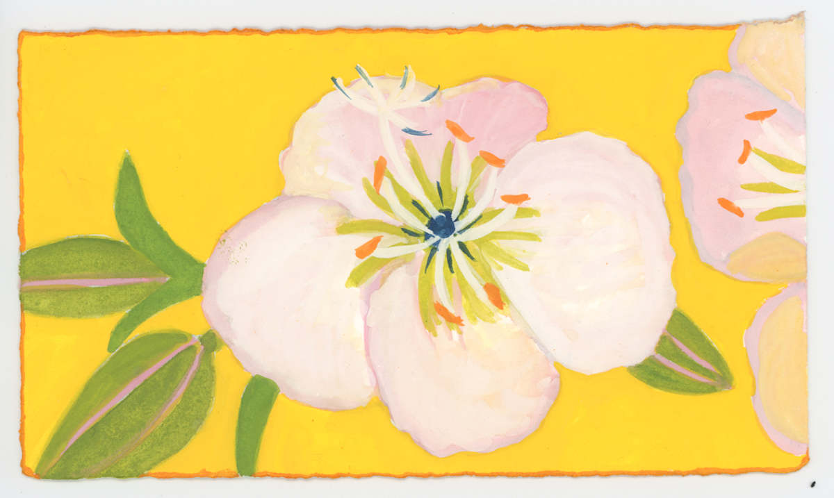 A Primrose, #1626, Image 1.