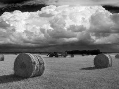 Hay Fever by Daniel Coburn 