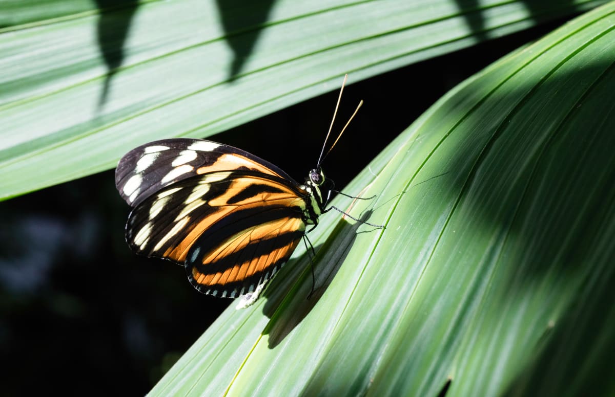 Butterfly on Shadows by Todd W. Trask, MD 