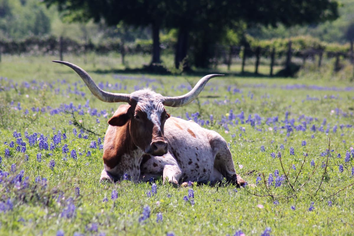 Proud to be an American by Carrie Claffey, RN 