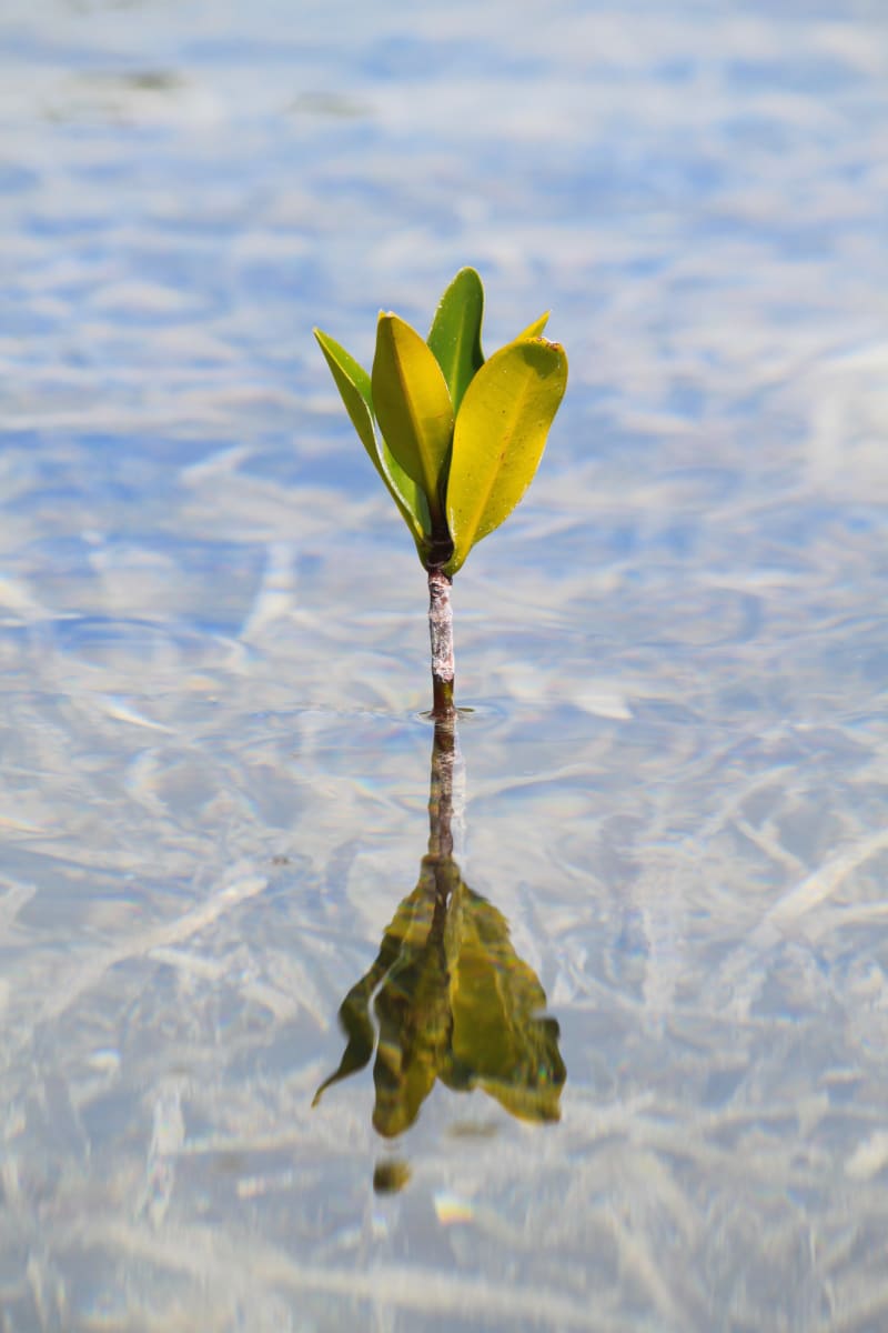 Lonely Mangrove Shoot by Corina Rosales 